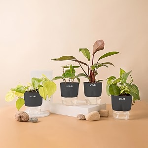 kyari golden money-philodendron red-betel leaf-money v combo of 4 indoor plants for living room  live plants  plants with grey pot for home air purifier plants  plants for home decor amp garden