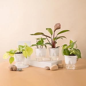 kyari golden money-philodendron red-betel leaf-money v combo of 4 indoor plants for living room  live plants  plants with white pot for home air purifier plants  plants for home decor amp garden