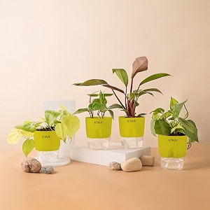 kyari golden money-philodendron red-betel leaf-money v combo of 4 indoor plants for living room  live plants  plants with green pot for home air purifier plants  plants for home decor amp garden