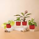 KYARI Golden Money-Philodendron Red-Betel Leaf-Money v Combo of 4 Indoor Plants for Living Room | Live Plants | Plants with Red Pot for Home Air purifier plants | Plants for Home Decor & Garden