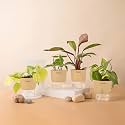 KYARI Golden Money-Philodendron Red-Betel Leaf-Money v Combo of 4 Indoor Plants for Living Room | Live Plants | Plants with Cream Pot for Home Air purifier plants | Plants for Home Decor &amp; Garden