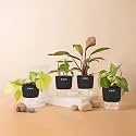KYARI Golden Money-Philodendron Red-Betel Leaf-Money v Combo of 4 Indoor Plants for Living Room | Live Plants | Plants with Black Pot for Home Air purifier plants | Plants for Home Decor & Garden