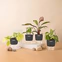 KYARI Golden Money-Philodendron Red-Betel Leaf-Money v Combo of 4 Indoor Plants for Living Room | Live Plants | Plants with Grey Pot for Home Air purifier plants | Plants for Home Decor &amp; Garden