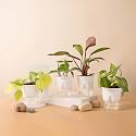 KYARI Golden Money-Philodendron Red-Betel Leaf-Money v Combo of 4 Indoor Plants for Living Room | Live Plants | Plants with White Pot for Home Air purifier plants | Plants for Home Decor &amp; Garden