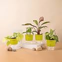 KYARI Golden Money-Philodendron Red-Betel Leaf-Money v Combo of 4 Indoor Plants for Living Room | Live Plants | Plants with Green Pot for Home Air purifier plants | Plants for Home Decor & Garden