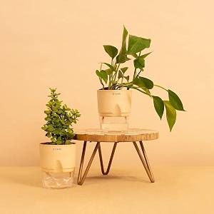 kyari good luck jade plant amp green money combo of 2 live indoor plants with cream self watering pot best for living room kitchen bedroom amp office table