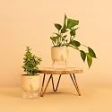 KYARI Good Luck Jade Plant & Green Money | Live Indoor Plants with Cream Self Watering Pot - Combo of 2