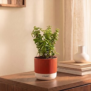 kyari good luck jade plant live indoor plant with red brick self watering pot 4 inch - jade plant with pot for home office living room desk - lucky feng shui vastu money tree plant