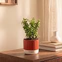 Kyari Good Luck Jade Plant Live Indoor Plant with Red Brick Self Watering Pot 4 Inch - Jade Plant with Pot for Home, Office, Living Room, Desk - Lucky Feng Shui Vastu Money Tree Plant