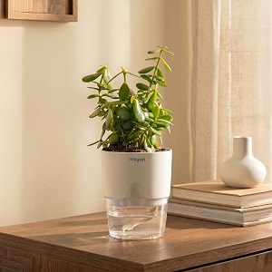 kyari good luck jade plant with white self watering pot - small 4 inch