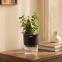 Kyari Good Luck Jade Plant Live Indoor Plant with Black Self Watering Pot 4 Inch for Home, Office, Living Room, Desk - Lucky Feng Shui Vastu Money Tree Plant