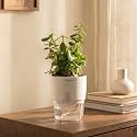 Kyari Good Luck Jade Plant with White Self Watering Pot - Small 4 Inch