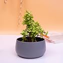 KYARI Handi Metal Pots for Indoor Plants with Drainage Hole & Stand (Best Flower Pots & Planters for Home Decor, Living Room, Kitchen, Bedroom, Table Top, Office, Gifting, Grey, Pack of 1)