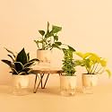 KYARI Jade, Golden Money, Snake Golden & Money Variegated Set of 4 Indoor Plants for Living Room | Plants with Cream Self Watering Pot | Indoor Plants for bedroom | Live Plants