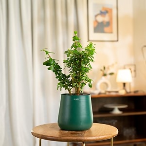 kyari jade indoor plant for living room  plants with green aura self watering pot for home amp office plant