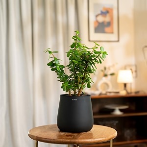 kyari jade indoor plant for living room  plants with jet black aura self watering pot for home  plants for home decor
