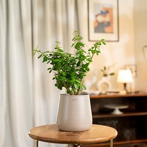 kyari jade indoor plant for living room  plants with cream aura self watering pot for home  plants for home decor