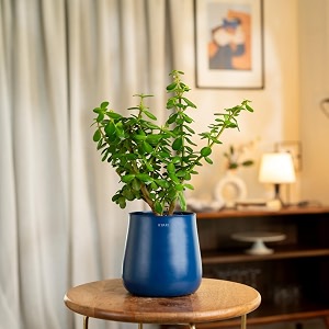 kyari jade indoor plant for living room  plants with blue aura self watering pot for home  office plants