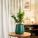 KYARI Jade Indoor Plant for Living Room | Plants with Green Aura Self Watering Pot for Home &amp; Office Plant