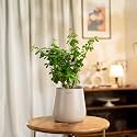 KYARI Jade Indoor Plant for Living Room | Plants with Cream Aura Self Watering Pot for Home | Plants for Home Decor