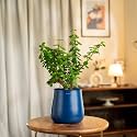 KYARI Jade Indoor Plant for Living Room | Plants with Blue Aura Self Watering Pot for Home | Office Plants