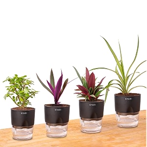 kyari indoor plants for home decor combo of 4 with black self watering pot jade plant spide plant oyster plant rhoeo - small 4 inch