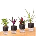 Kyari Indoor Plants for Home Decor Combo of 4 with Black Self Watering Pot Jade Plant, Spide Plant, Oyster Plant, Rhoeo - Small 4 inch
