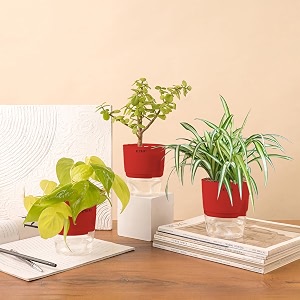 kyari jade-spider-golden money combo of 3 indoor plants for living room  live plants  plants with red pot for home air purifier plants  plants for home decor  plants for garden