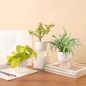 kyari jade-spider-golden money combo of 3 indoor plants for living room  live plants  plants with white pot for home air purifier plants  plants for home decor  plants for garden