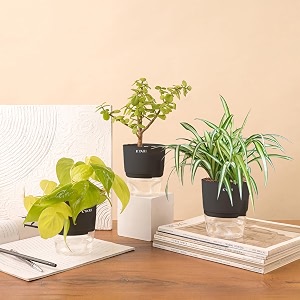kyari jade-spider-golden money combo of 3 indoor plants for living room  live plants  plants with grey pot for home air purifier plants  plants for home decor  plants for garden