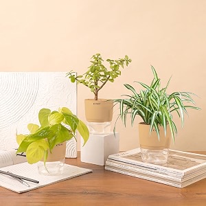 kyari jade-spider-golden money combo of 3 indoor plants for living room  live plants  plants with cream pot for home air purifier plants  plants for home decor  plants for garden