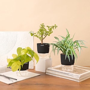 kyari jade-spider-golden money combo of 3 indoor plants for living room  live plants  plants with black pot for home air purifier plants  plants for home decor  plants for garden
