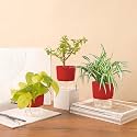KYARI Jade-Spider-Golden Money Combo of 3 Indoor Plants for Living Room | Live Plants | Plants with Red Pot for Home Air purifier plants | Plants for Home Decor | Plants for garden