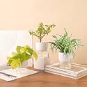 KYARI Jade-Spider-Golden Money Combo of 3 Indoor Plants for Living Room | Live Plants | Plants with White Pot for Home Air purifier plants | Plants for Home Decor | Plants for garden