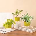 KYARI Jade-Spider-Golden Money Combo of 3 Indoor Plants for Living Room | Live Plants | Plants with Green Pot for Home Air purifier plants | Plants for Home Decor | Plants for garden
