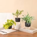 KYARI Jade-Spider-Golden Money Combo of 3 Indoor Plants for Living Room | Live Plants | Plants with Grey Pot for Home Air purifier plants | Plants for Home Decor | Plants for garden