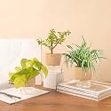 KYARI Jade-Spider-Golden Money Combo of 3 Indoor Plants for Living Room | Live Plants | Plants with Cream Pot for Home Air purifier plants | Plants for Home Decor | Plants for garden