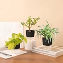 KYARI Jade-Spider-Golden Money Combo of 3 Indoor Plants for Living Room | Live Plants | Plants with Black Pot for Home Air purifier plants | Plants for Home Decor | Plants for garden