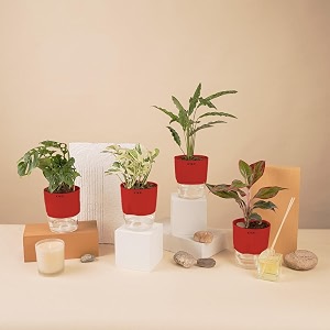 kyari a lipstick-money n39joy-c rufibarba-broken heart combo of 4 indoor plants for living room  live plants  plants with red pot for home air purifier plants  plants for home decor amp garden