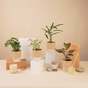 kyari a lipstick-money n39joy-c rufibarba-broken heart combo of 4 indoor plants for living room  live plants  plants with cream pot for home air purifier plants  plants for home decor amp garden
