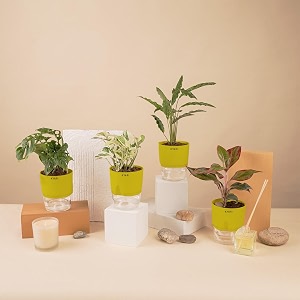 kyari a lipstick-money n39joy-c rufibarba-broken heart combo of 4 indoor plants for living room  live plants  plants with green pot for home air purifier plants  plants for home decor amp garden