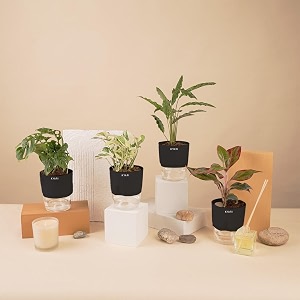 kyari a lipstick-money n39joy-c rufibarba-broken heart combo of 4 indoor plants for living room  live plants  plants with black pot for home air purifier plants  plants for home decor amp garden