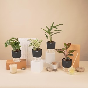 kyari a lipstick-money n39joy-c rufibarba-broken heart combo of 4 indoor plants for living room  live plants  plants with grey pot for home air purifier plants  plants for home decor amp garden