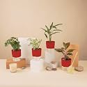 KYARI A Lipstick-Money N'Joy-C Rufibarba-Broken Heart Combo of 4 Indoor Plants for Living Room | Live Plants | Plants with Red Pot for Home Air purifier plants | Plants for Home Decor &amp; Garden