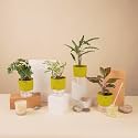 KYARI A Lipstick-Money N'Joy-C Rufibarba-Broken Heart Combo of 4 Indoor Plants for Living Room | Live Plants | Plants with Green Pot for Home Air purifier plants | Plants for Home Decor &amp; Garden