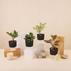 kyari a lipstick-peperomia green-zamia green zz-jade combo of 4 indoor plants for living room  live plants  plants with black pot for home air purifier plants  plants for home decor amp garden
