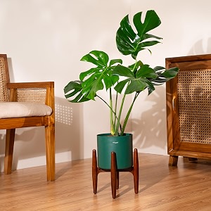 kyari monstera deliciosa live indoor plant with green self watering metal pot without stand- large 8 inch