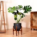 Kyari Monstera Deliciosa Live Indoor Plant with Black Self Watering Metal Pot 10 Inch - Large Monstera Floor Plant for Home, Living Room, Office - Tropical Air Purifying Plant