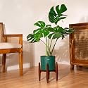 Kyari Monstera Deliciosa Live Indoor Plant with Green Self Watering Metal Pot without Stand- Large 8 Inch