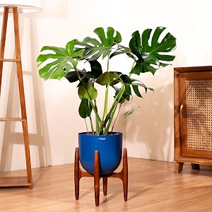 kyari monstera deliciosa live indoor plant with blue self watering metal pot 10 inch - large monstera floor plant for home living room office - tropical air purifying plant